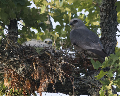 Mississippi Kite and Young