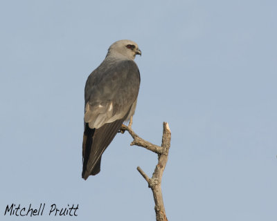 Mississippi Kite