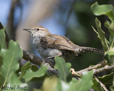 Bewick's Wren