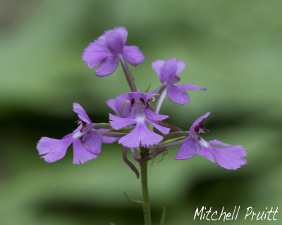 Purple Fringeless Orchid--Platanthera peramoena