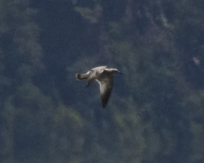 California Gull--The Up-Close