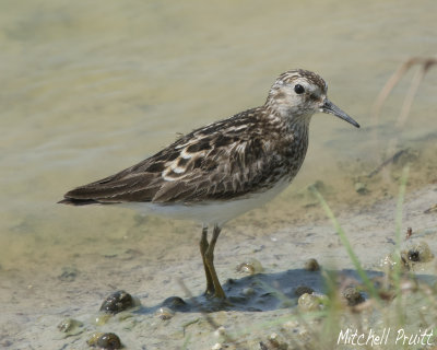 Least Sandpiper