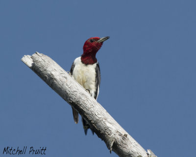 Red-headed Woodpecker