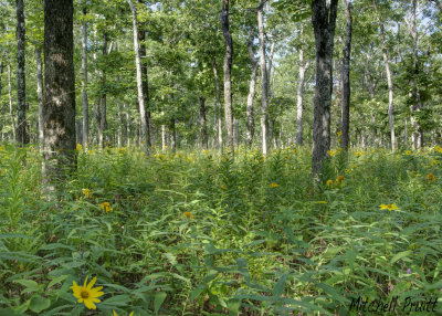 Woodland Sunflowers