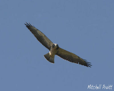 Swainson's Hawk--1st Summer