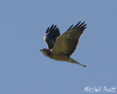 Swainson's Hawk--1st Summer