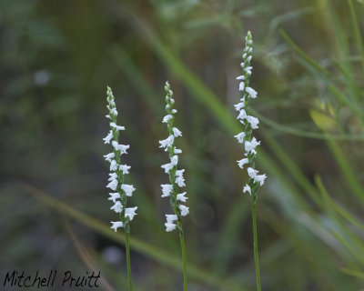 Little Ladies'-Tresses Orchid