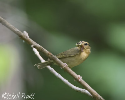 Worm-eating Warbler