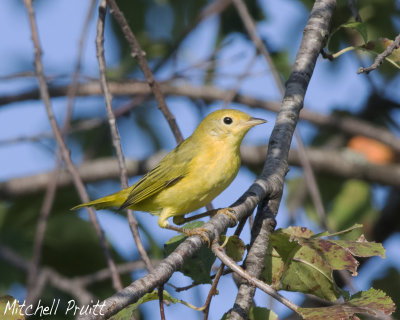 Yellow Warbler