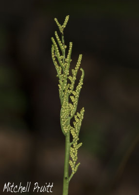Rattlesnake Fern (Botrychium virginianum)