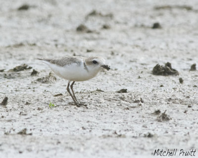 Snowy Plover