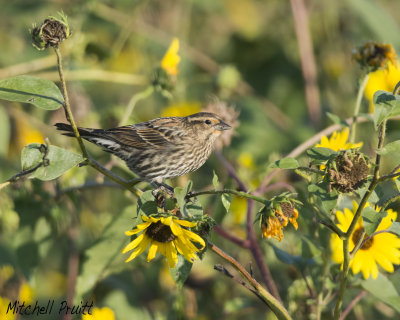 Red-winged Blackbird