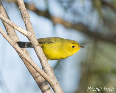 Wilson's Warbler