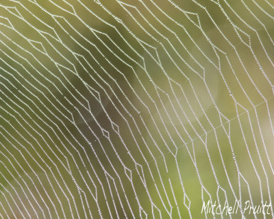 Spider Web and Dew