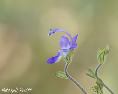 Forked Blue-Curls