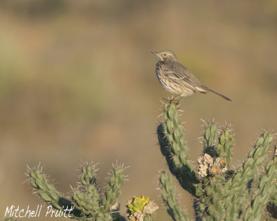 Sage Thrasher and Cholla Cactus