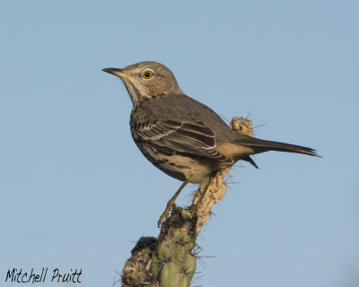 Sage Thrasher