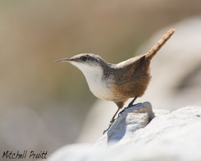 Canyon Wren