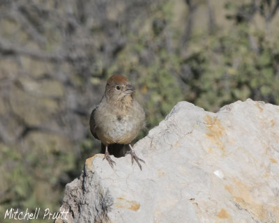 Canyon Towhee