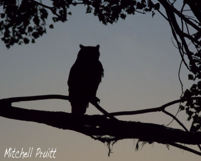 Great Horned Owl Seeing in the Day