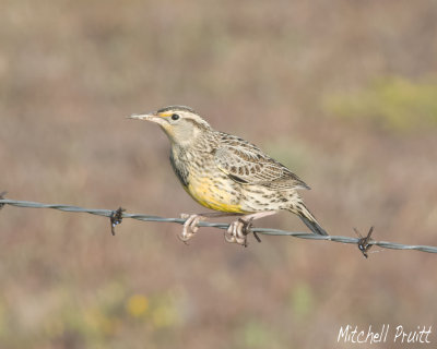 Western Meadowlark