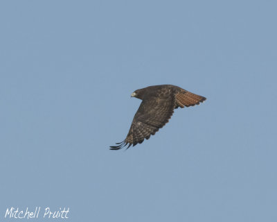 Red-tailed Hawk (Dark Western)