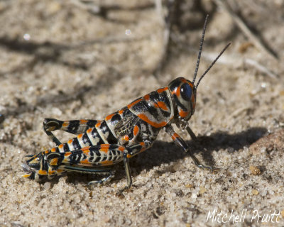Pictured Grasshopper (Dactylotum bicolor)