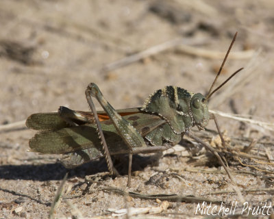 Great Crested Grasshopper (Tropidolphus formosus)