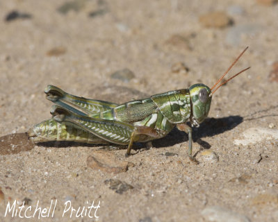 Snakeweed Grasshopper (Hesperotettix viridis)