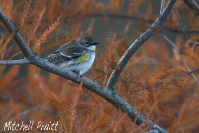 Yellow-rumped Warbler in Cypress