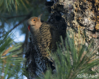 Northern Flicker--Trying to Stay Warm