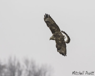 Rough-legged Hawk