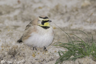 Horned Lark