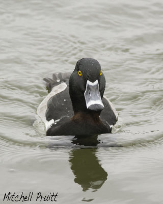 Ring-necked Duck