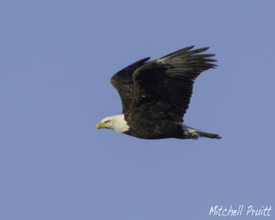 Bald Eagle--Adult