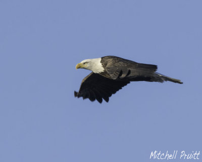 Bald Eagle--Adult