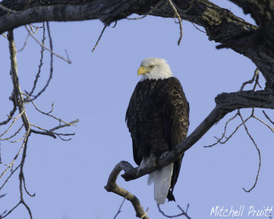 Bald Eagle--Adult