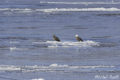 Bald Eagles Riding the Ice