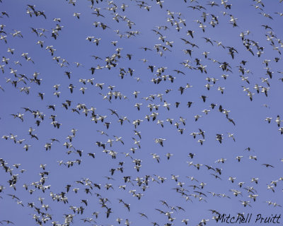 Snow Geese