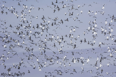 Snow Geese