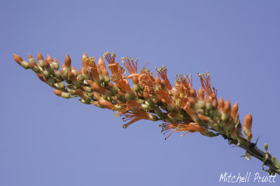 Ocotillo--Fouquieria splendens