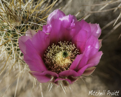 Pinkflower Hedgehog Cactus--Echinocereus fasciculatus