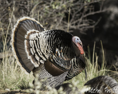 Wild Turkey--Merriam's Subspecies