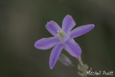 Desert Hyacinth--Dechelostemma capitatum