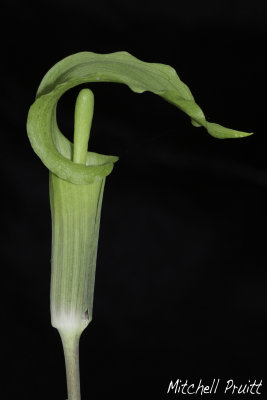 Jack-in-the-Pulpit--Arisaema triphyllum