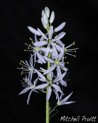 Wild Hyacinth--Camassia scilloides