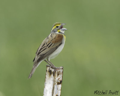 Dickcissel