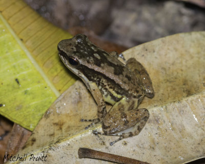 Trinidad Stream Frog (Mannophryne trinitatis)