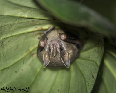Tent-making Bat (Uroderma bilobatum)