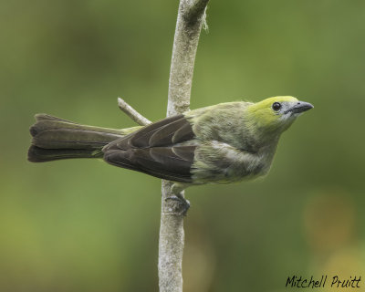 Palm Tanager